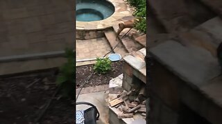 These Dogs Are Domesticated?