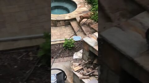 These Dogs Are Domesticated?