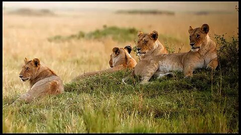 Loins relaxing in forest