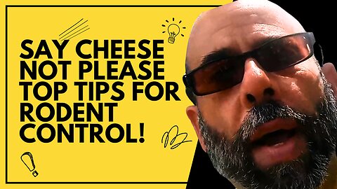 How to Get Rid of Rodents Tips for Effective Baiting and Control
