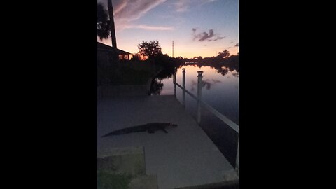 MY "PET" GATOR, BUDDY #2