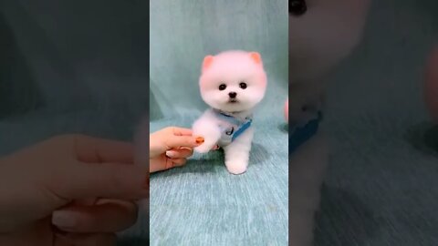 pet fun: I am A cute DOG...#SHORT