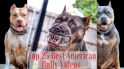 #americanbully #bully #dog 🔥CRAZY🔥Top 25 Best American Bully Videos Vol.1