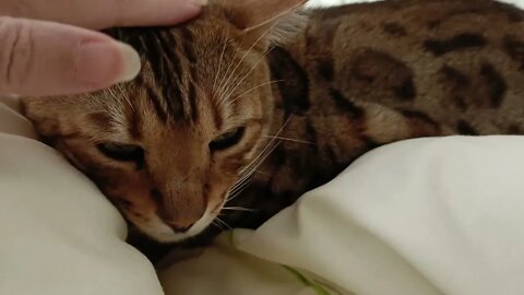 Sunday morning snuggle buddy #bengalcat #cutecat