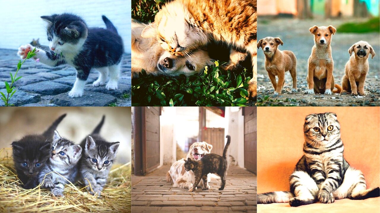 THE FUNNIEST VIDEOS OF DOGS AND CATS