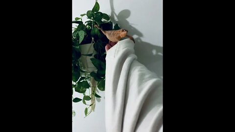 Chameleon Goes For A Walk