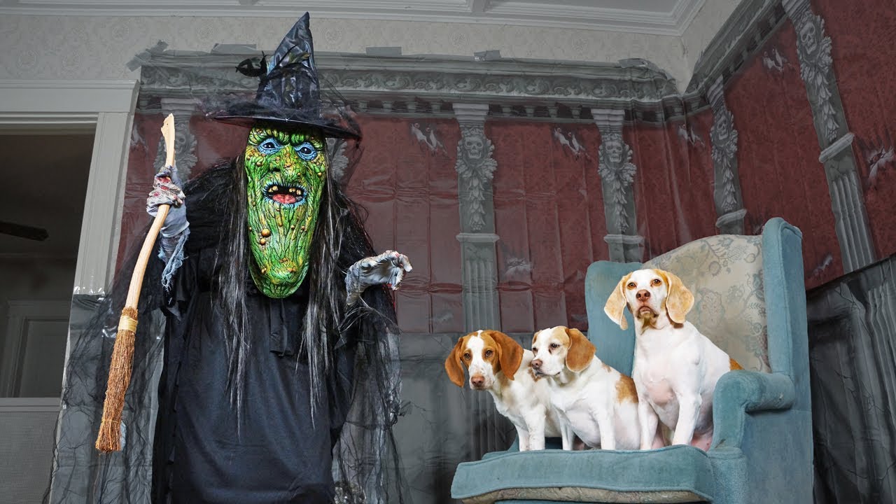 Dogs vs Giant Witch Prank- Funny Dogs