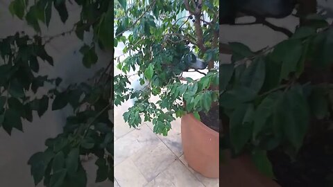 Cachorro pode comer jabuticaba? Pode sim!