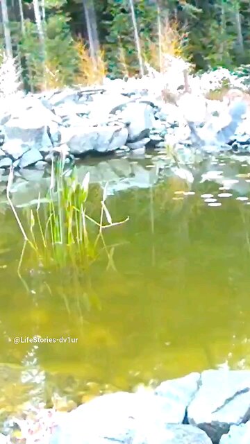 Heron hunting in my pond #wildlife #short #shorts #wildlife #herons