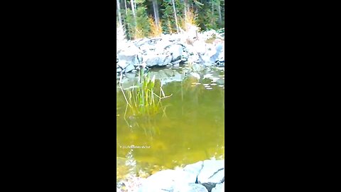 Heron hunting in my pond #wildlife #short #shorts #wildlife #herons