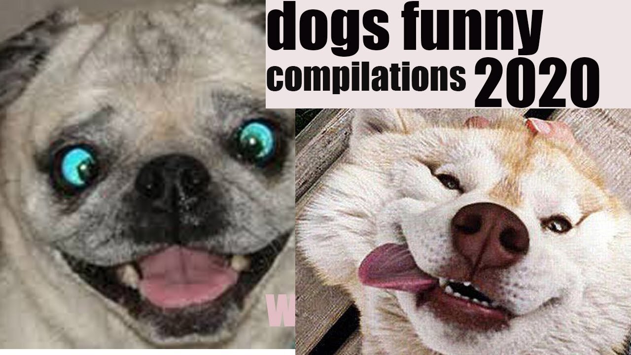 CUTEST ANIMALS - Funny and cute dogs compilation 2021