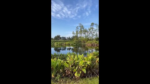 Livestream Highlight - When you live in Florida you have to watch where you step
