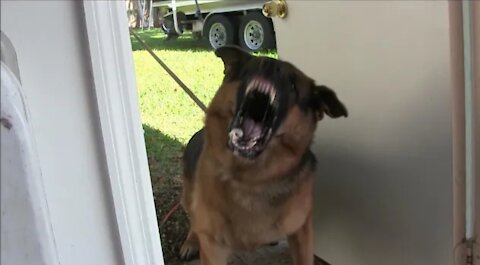 Teaching protection dog to park at strangers in public