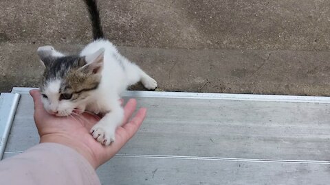 A cat that runs when you call(42day old cat - part2)