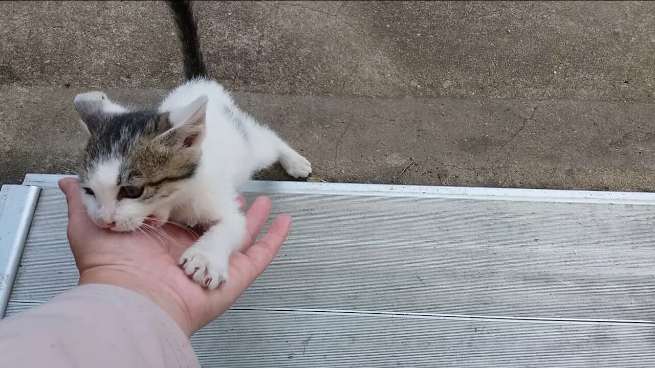 A cat that runs when you call(42day old cat - part2)