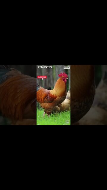 #bigchicken, #bigboss #youtubeshorts
