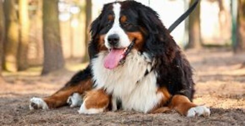 HERE'S THE TECHNIQUES ON HOW TO TRAIN YOUR DOGS. IT'S A MIND-BLOWING STRATEGY!