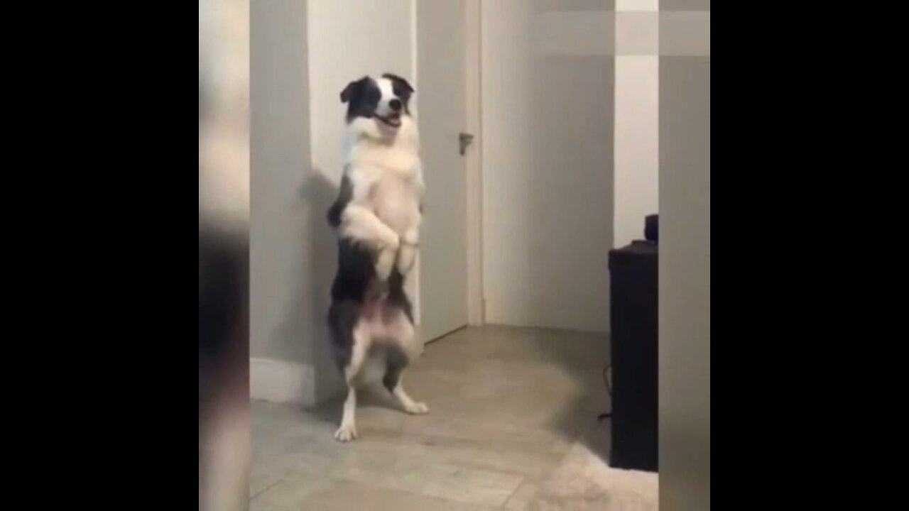 Funniest Dogs and Cats - Awesome Funny Pet Animals' Life Videos .