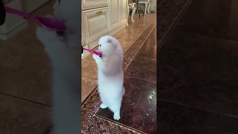 Funniest Animals #2 - Funny Cats and Dogs #Shorts
