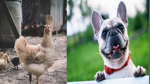 Hen Vs Dog Fight - Funny Dog Fighting Videos