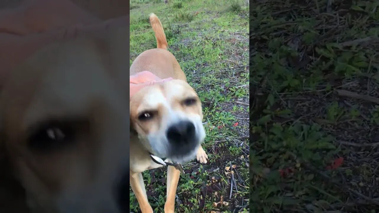 Mini Pincher - Chihuahua ADHD CLICKER Response Time | K9 D.I.Y in 4D