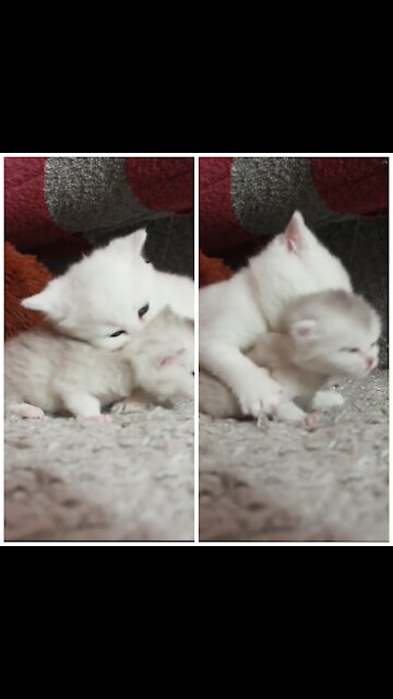 🔴When my little brother and I grapple🐱