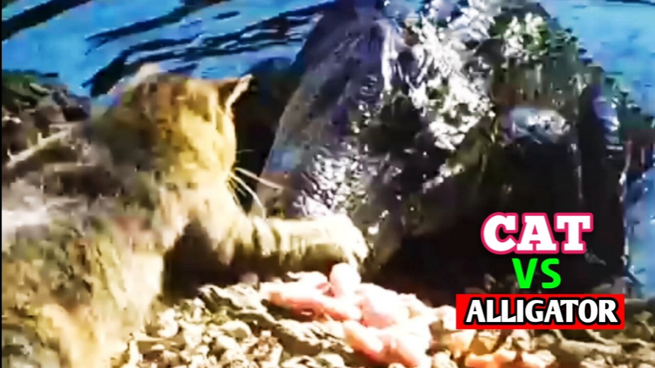 Cat vs Alligator | Pet Cat And Alligator Amazing Fight Video |