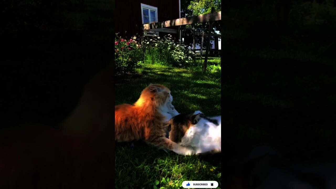 Cat Playing Together Cat Top Of Tree And Garden