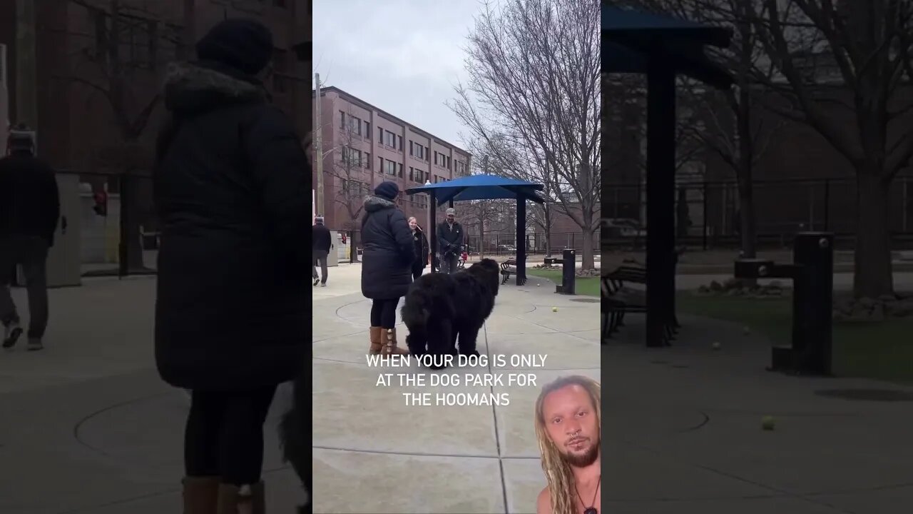 She’s at the dogpark for the Hopmans 🤣🥰😂.. Follow @motomotomastenbroek 🙏❤️ #love #cute #funny #famil