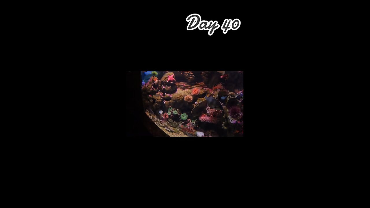 Day 40