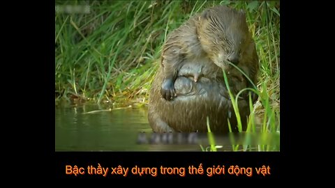 funny animals