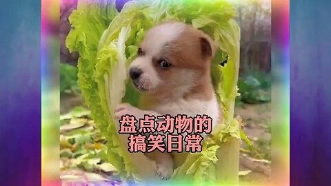 Funny animals dogs cats
