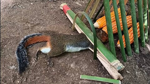 Build a simple squirrel trap and use wheat as its food