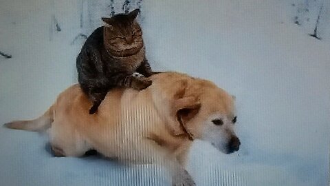 "Pet Parade of Laughter: A Hilarious Animal Video Compilation!"