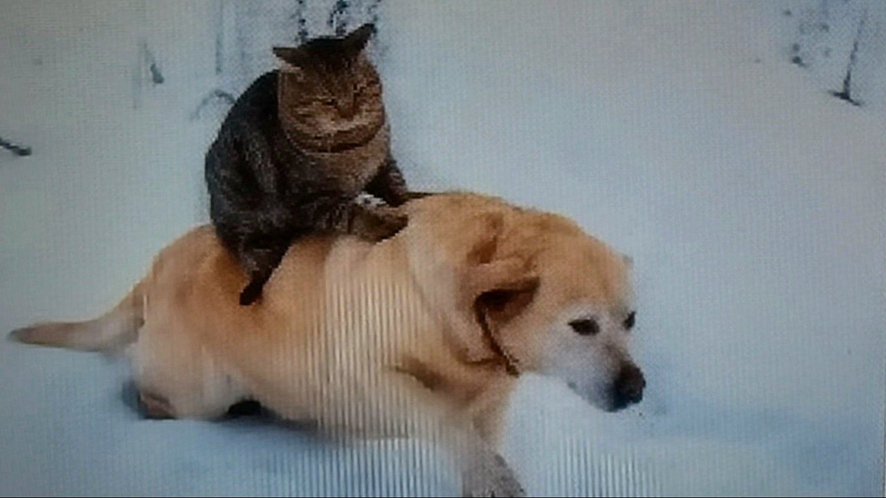 "Pet Parade of Laughter: A Hilarious Animal Video Compilation!"