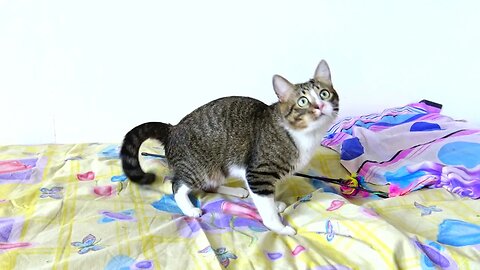 A Very Silly Playful Cat