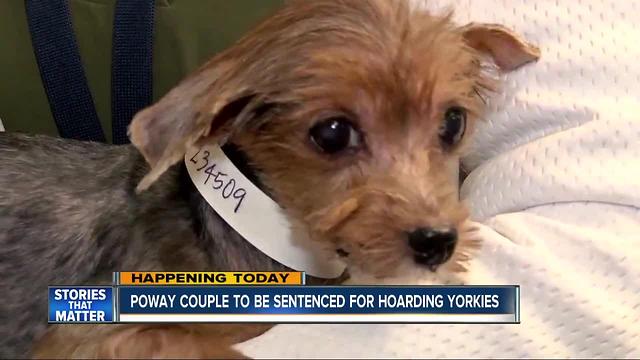 Couple to be sentenced for hoarding Yorkies