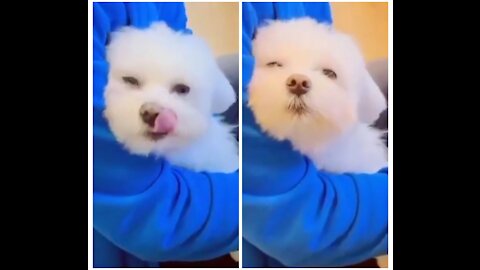 OMG ! Cute Dog Singing Song while Owner playing Piano - Goodvibes11