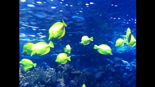 Colorful fish from the aquarium in Maui, HI