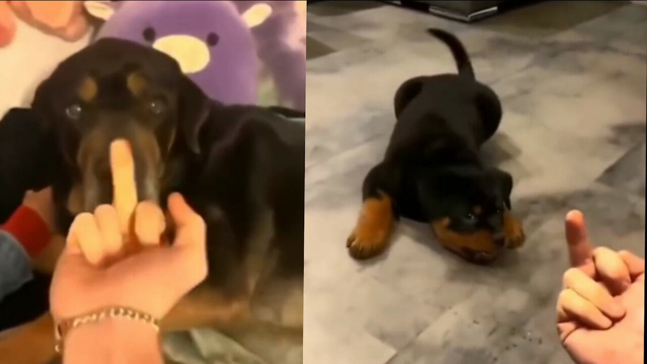 Remarkable puppy learns how to push toddler in a swing