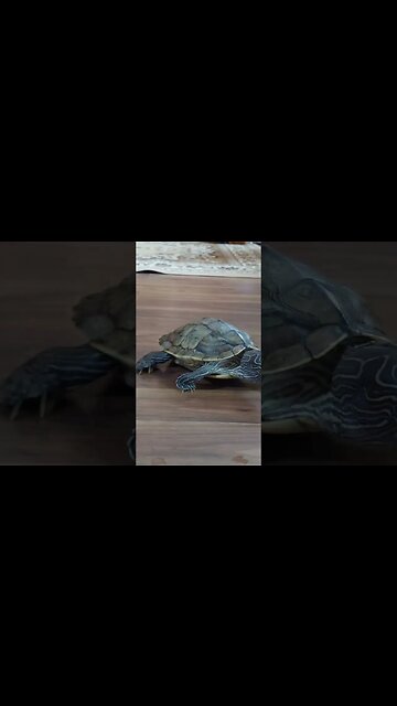 Fastest Turtle on the Internet! 🐢💯