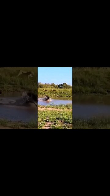 The luckiest esacpe in the bush! 🫣 #shorts