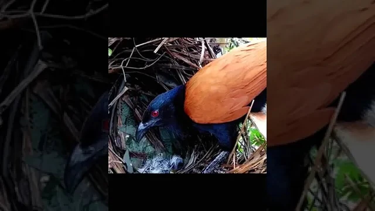 A Mother's Love: Watch as a Bird Nurtures and Feeds Her Young #shorts