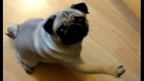 I just got a new puppy! What should I name him?