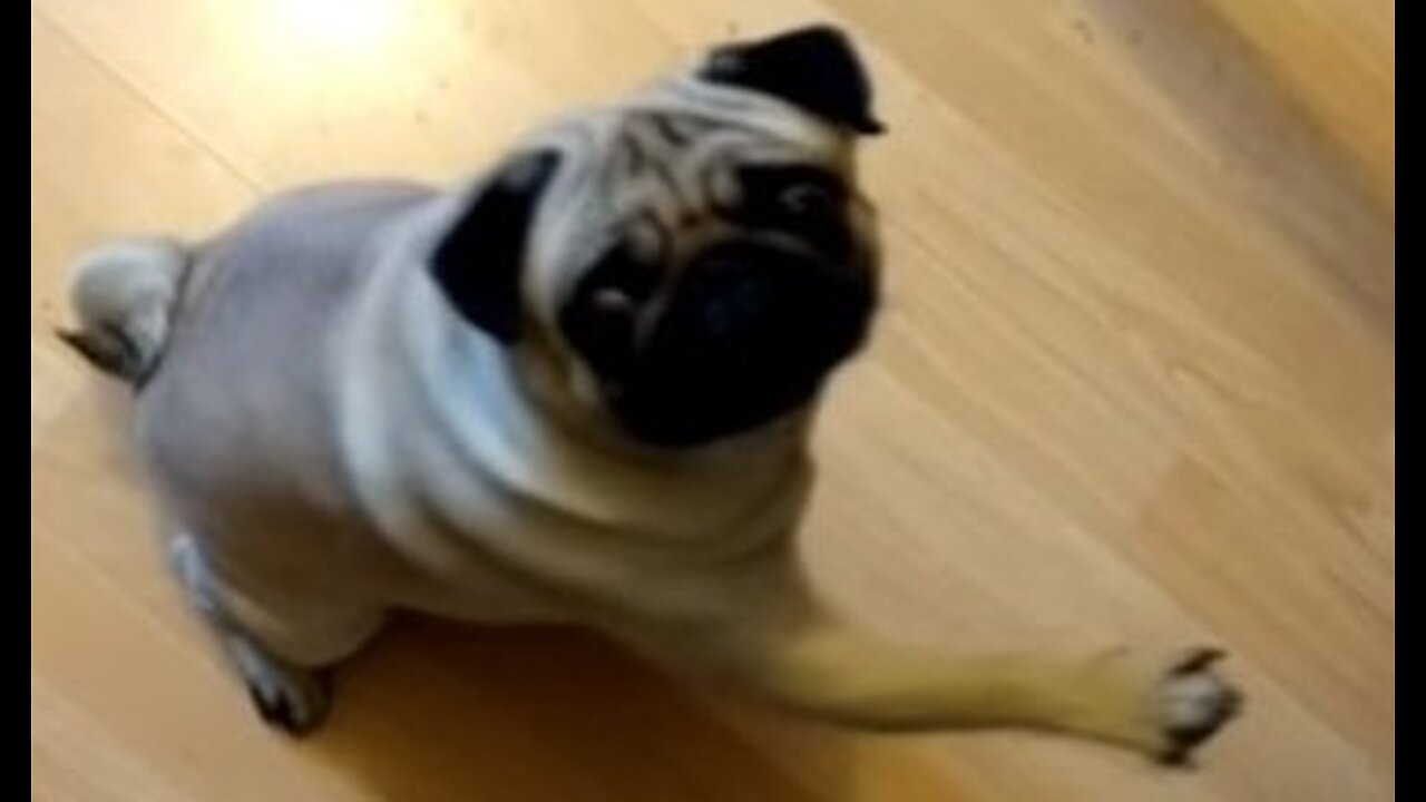 I just got a new puppy! What should I name him?