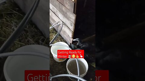 Cage Construction against Winter P2☃️🔨|#shorts #short #shortvideo #shortsfeed #shortsviral #viral