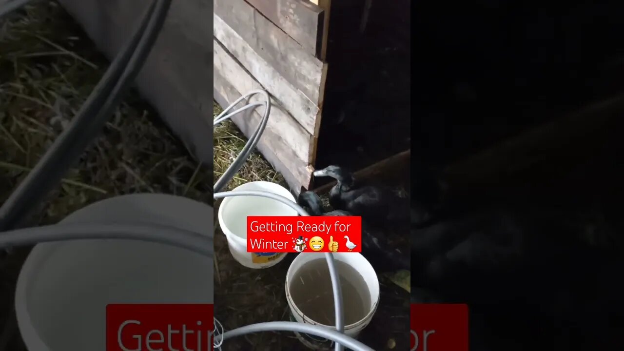 Cage Construction against Winter P2☃️🔨|#shorts #short #shortvideo #shortsfeed #shortsviral #viral