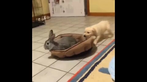 Funny rabbits, cats , dogs🤣❤️