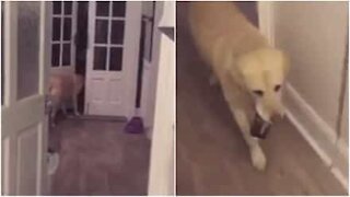 Hund henter en dåse cider til sin ejer
