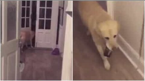 Hund henter en dåse cider til sin ejer